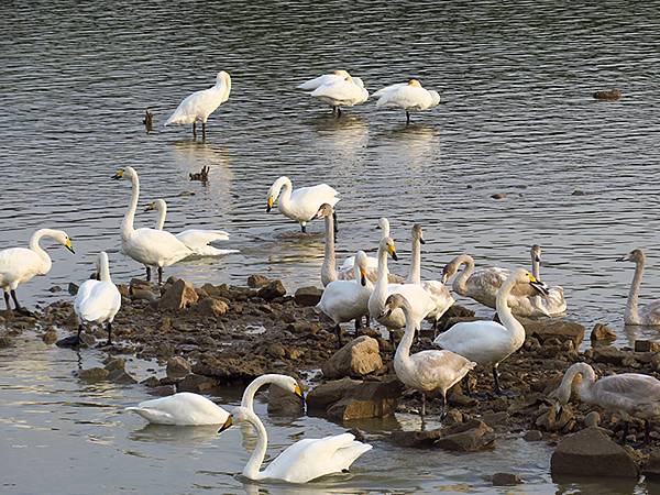 中國‧河南‧三門峽(一)‧天鵝(Sanmenxia I) 中國‧河南‧三門峽(一)‧天鵝(Sanmenxia I)