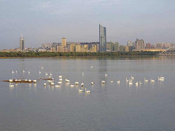 中國‧河南‧三門峽(一)‧天鵝(Sanmenxia I) 中國‧河南‧三門峽(一)‧天鵝(Sanmenxia I)