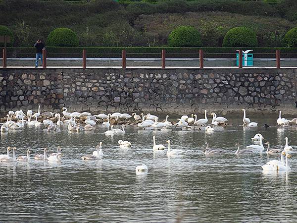 中國‧河南‧三門峽(一)‧天鵝(Sanmenxia I) 中國‧河南‧三門峽(一)‧天鵝(Sanmenxia I)