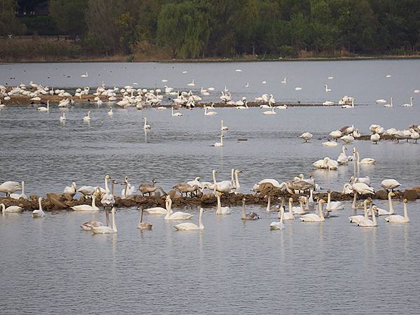 中國‧河南‧三門峽(一)‧天鵝(Sanmenxia I) 中國‧河南‧三門峽(一)‧天鵝(Sanmenxia I)