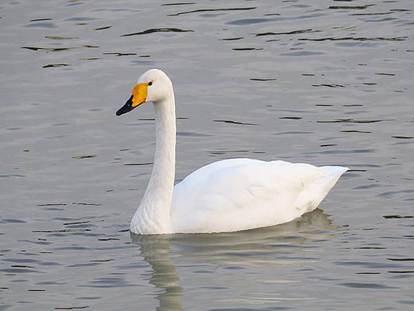 中國‧河南‧三門峽(一)‧天鵝(Sanmenxia I) 中國‧河南‧三門峽(一)‧天鵝(Sanmenxia I)