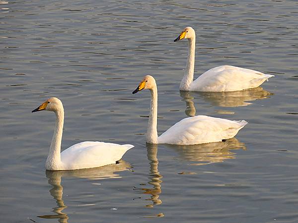 中國‧河南‧三門峽(一)‧天鵝(Sanmenxia I) 中國‧河南‧三門峽(一)‧天鵝(Sanmenxia I)