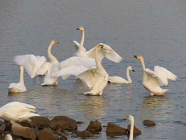 中國‧河南‧三門峽(一)‧天鵝(Sanmenxia I) 中國‧河南‧三門峽(一)‧天鵝(Sanmenxia I)