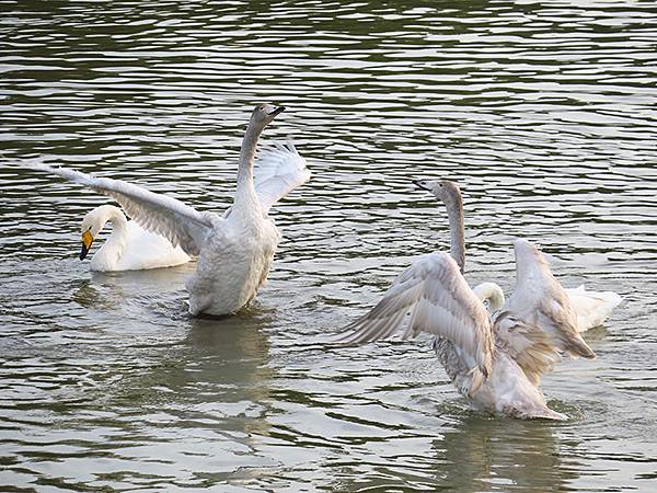 中國‧河南‧三門峽(一)‧天鵝(Sanmenxia I) 中國‧河南‧三門峽(一)‧天鵝(Sanmenxia I)