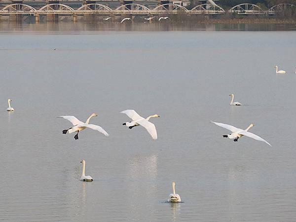 中國‧河南‧三門峽(一)‧天鵝(Sanmenxia I) 中國‧河南‧三門峽(一)‧天鵝(Sanmenxia I)