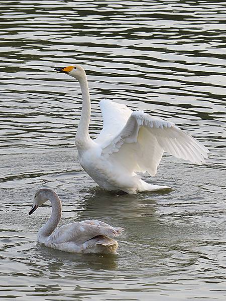 中國‧河南‧三門峽(一)‧天鵝(Sanmenxia I) 中國‧河南‧三門峽(一)‧天鵝(Sanmenxia I)