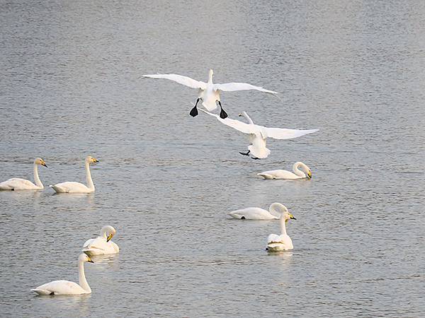 中國‧河南‧三門峽(一)‧天鵝(Sanmenxia I) 中國‧河南‧三門峽(一)‧天鵝(Sanmenxia I)