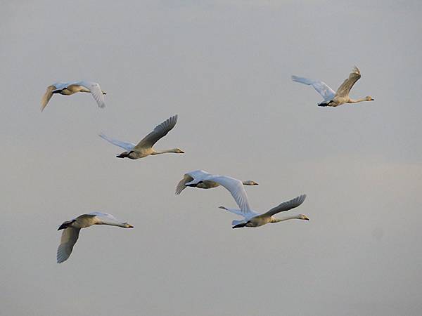 中國‧河南‧三門峽(一)‧天鵝(Sanmenxia I) 中國‧河南‧三門峽(一)‧天鵝(Sanmenxia I)