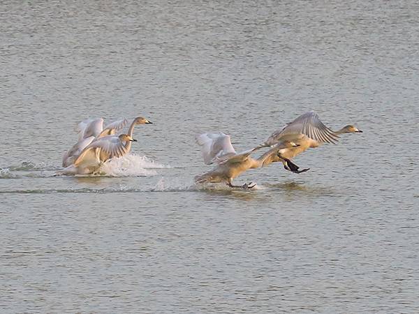 中國‧河南‧三門峽(一)‧天鵝(Sanmenxia I) 中國‧河南‧三門峽(一)‧天鵝(Sanmenxia I)