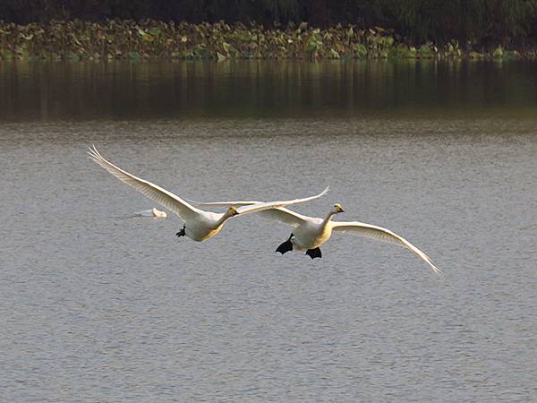 中國‧河南‧三門峽(一)‧天鵝(Sanmenxia I) 中國‧河南‧三門峽(一)‧天鵝(Sanmenxia I)
