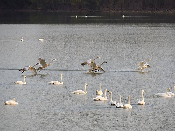 中國‧河南‧三門峽(一)‧天鵝(Sanmenxia I) 中國‧河南‧三門峽(一)‧天鵝(Sanmenxia I)