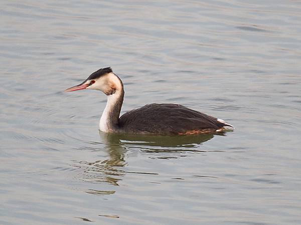 中國‧河南‧三門峽(一)‧天鵝(Sanmenxia I) 中國‧河南‧三門峽(一)‧天鵝(Sanmenxia I)