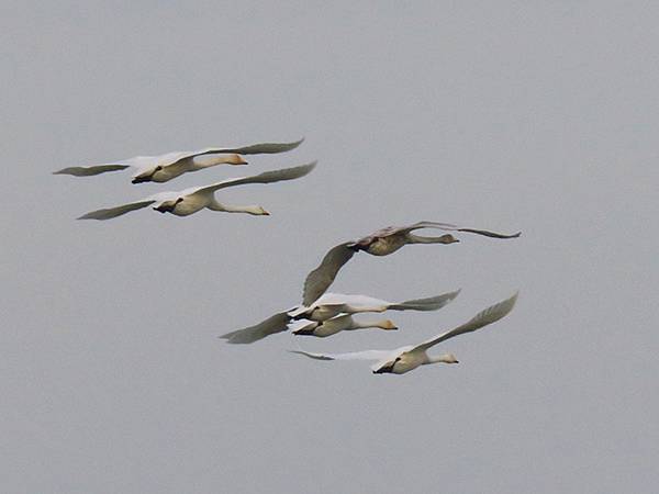 中國‧河南‧三門峽(一)‧天鵝(Sanmenxia I) 中國‧河南‧三門峽(一)‧天鵝(Sanmenxia I)