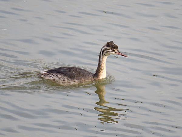中國‧河南‧三門峽(一)‧天鵝(Sanmenxia I) 中國‧河南‧三門峽(一)‧天鵝(Sanmenxia I)