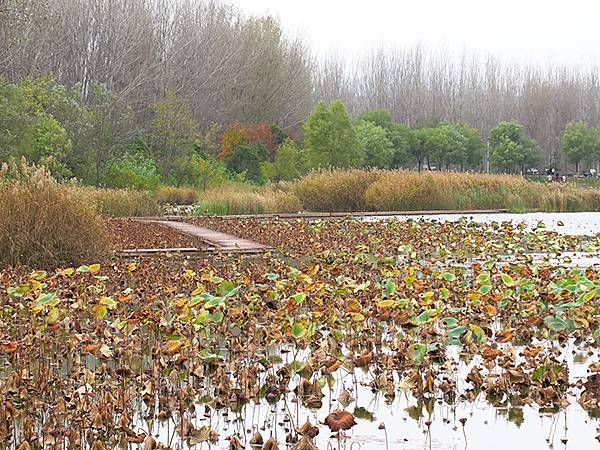 中國‧河南‧三門峽(四)‧黃河公園和陜州公園(Sanmenx 中國‧河南‧三門峽(四)‧黃河公園和陜州公園(Sanmenx