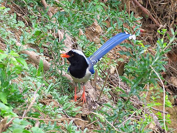 中國‧河南‧三門峽(四)‧黃河公園和陜州公園(Sanmenx 中國‧河南‧三門峽(四)‧黃河公園和陜州公園(Sanmenx