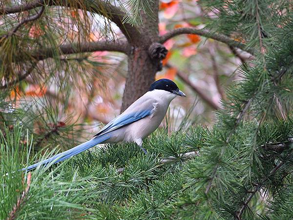 中國‧河南‧三門峽(四)‧黃河公園和陜州公園(Sanmenx 中國‧河南‧三門峽(四)‧黃河公園和陜州公園(Sanmenx