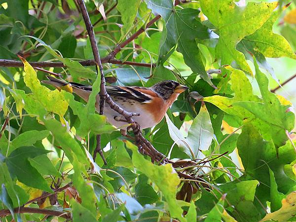 中國‧河南‧三門峽(四)‧黃河公園和陜州公園(Sanmenx 中國‧河南‧三門峽(四)‧黃河公園和陜州公園(Sanmenx