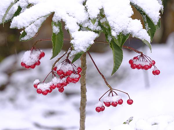 關西賞雪(五)‧大原(下)‧寶泉院和其他(Kansai Sn