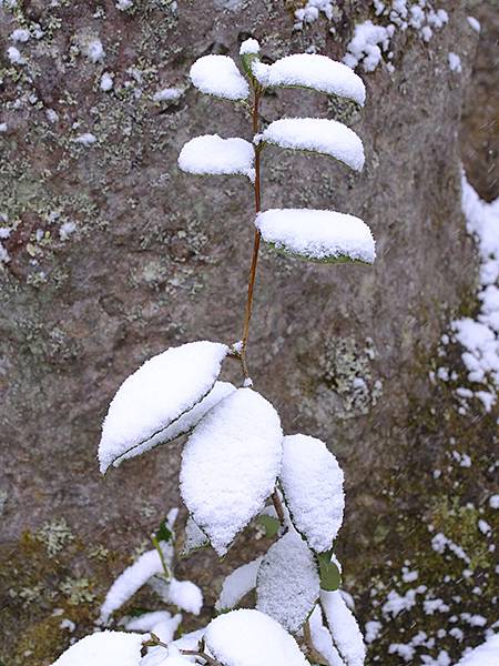 關西賞雪(五)‧大原(下)‧寶泉院和其他(Kansai Sn