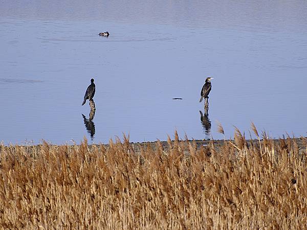 元月關西(二)‧大阪南港野鳥園(Osaka Nankou B
