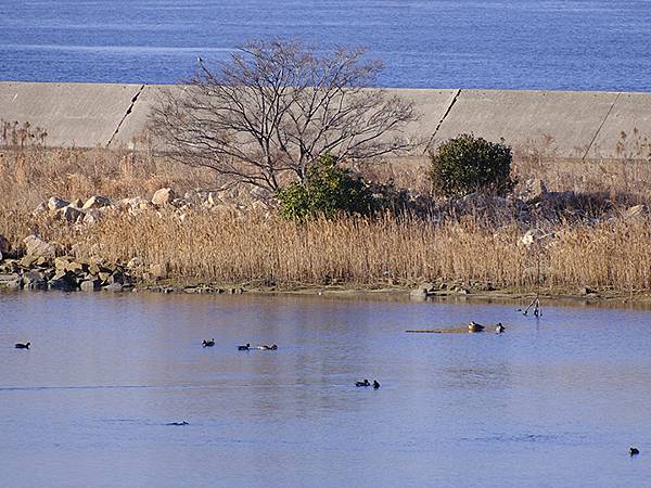 元月關西(二)‧大阪南港野鳥園(Osaka Nankou B