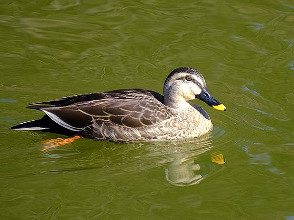 元月關西(二)‧大阪南港野鳥園(Osaka Nankou B