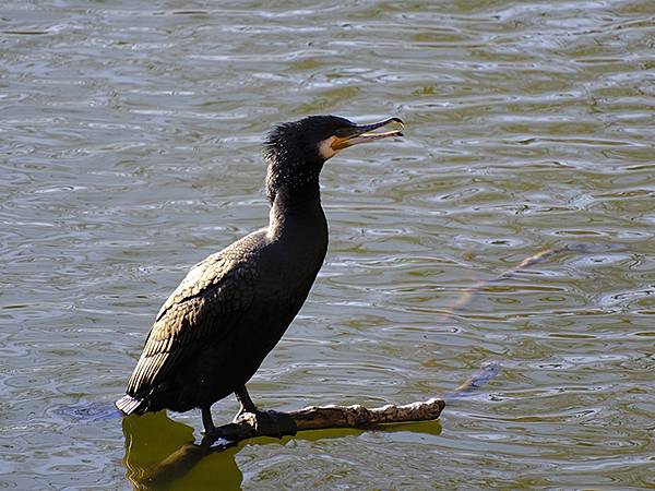 元月關西(二)‧大阪南港野鳥園(Osaka Nankou B