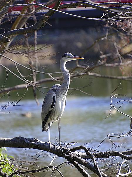 元月關西(二)‧大阪南港野鳥園(Osaka Nankou B