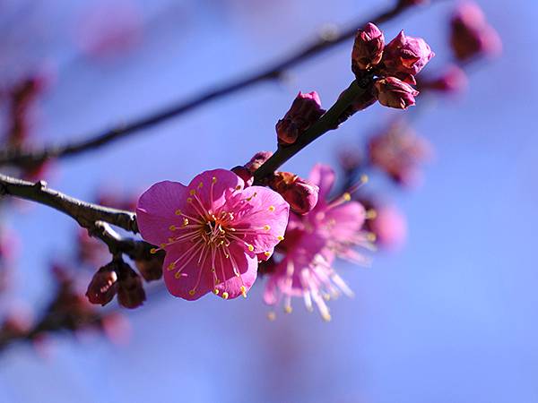 元月關西(二)‧大阪南港野鳥園(Osaka Nankou B