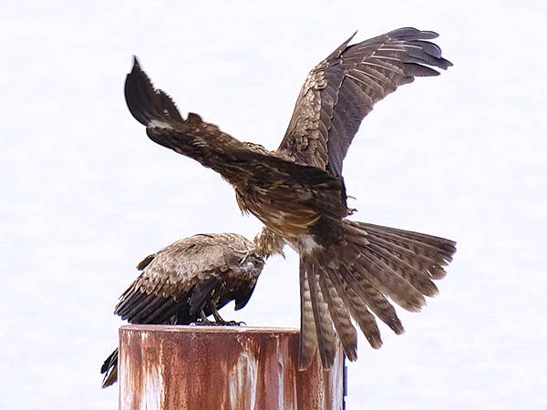 元月關西(六)‧烏丸半島賞鳥(Karasuma Penins