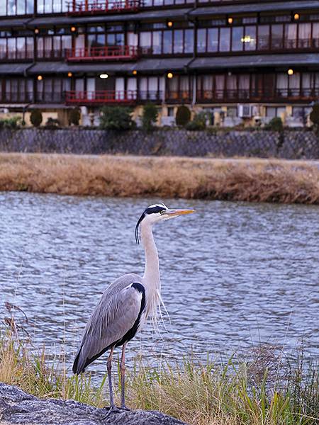 元月關西(八)‧京都鴨川賞鳥(Kamogawa)