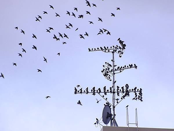 元月關西(八)‧京都鴨川賞鳥(Kamogawa)