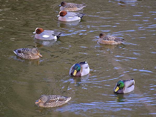 元月關西(九)‧奈良、宇治賞鳥(Nara & Uji)