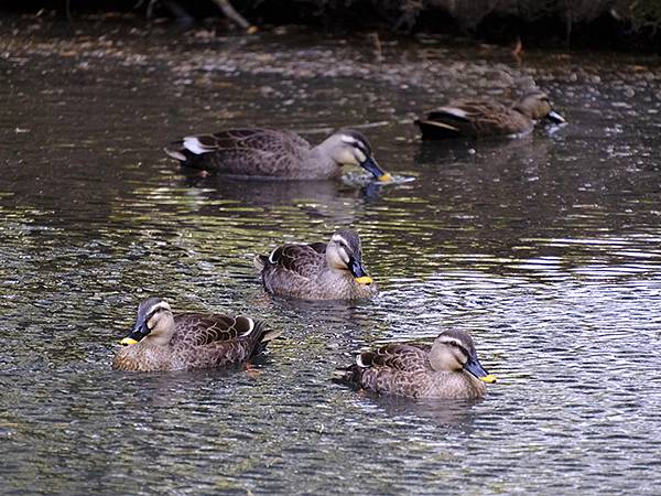 元月關西(九)‧奈良、宇治賞鳥(Nara & Uji)