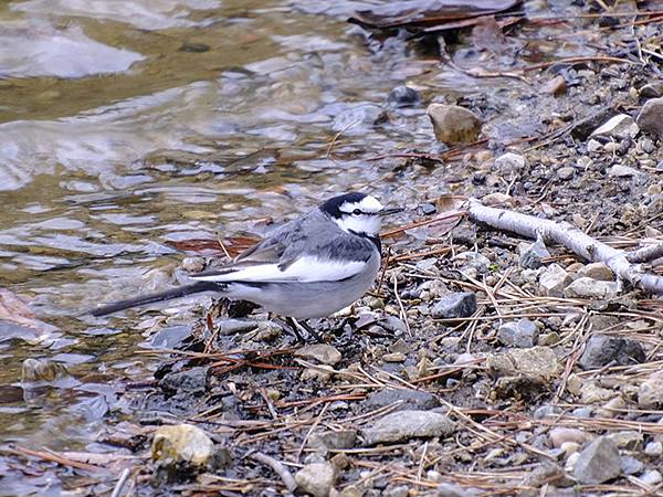 元月關西(九)‧奈良、宇治賞鳥(Nara & Uji)