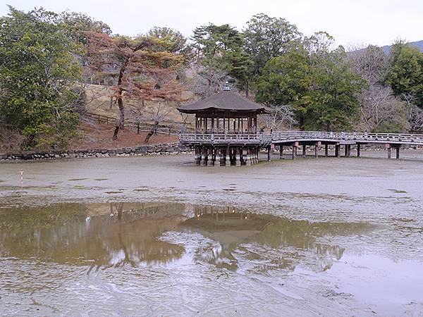 元月關西(九)‧奈良、宇治賞鳥(Nara & Uji)