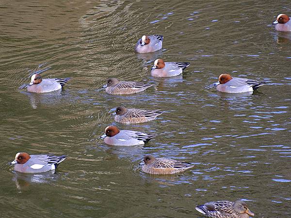 元月關西(九)‧奈良、宇治賞鳥(Nara & Uji)