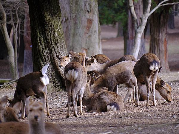 元月關西(九)‧奈良、宇治賞鳥(Nara & Uji)