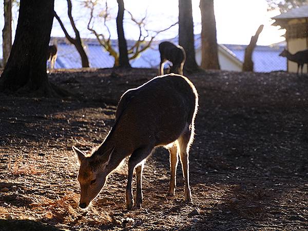 元月關西(九)‧奈良、宇治賞鳥(Nara & Uji)
