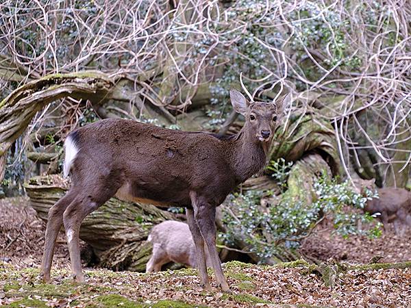 元月關西(九)‧奈良、宇治賞鳥(Nara & Uji)