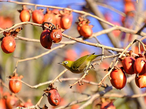 元月關西(九)‧奈良、宇治賞鳥(Nara & Uji)