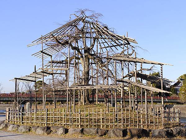 元月關西(九)‧奈良、宇治賞鳥(Nara & Uji)