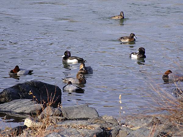 元月關西(九)‧奈良、宇治賞鳥(Nara & Uji)