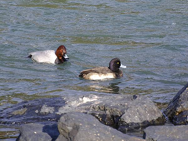 元月關西(九)‧奈良、宇治賞鳥(Nara & Uji)