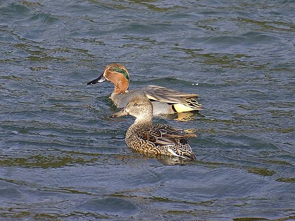 元月關西(九)‧奈良、宇治賞鳥(Nara & Uji)