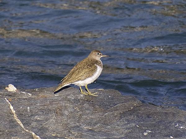 元月關西(九)‧奈良、宇治賞鳥(Nara & Uji)