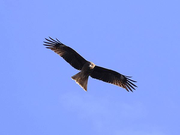 元月關西(九)‧奈良、宇治賞鳥(Nara & Uji)
