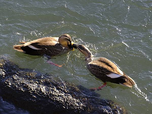 元月關西(九)‧奈良、宇治賞鳥(Nara & Uji)