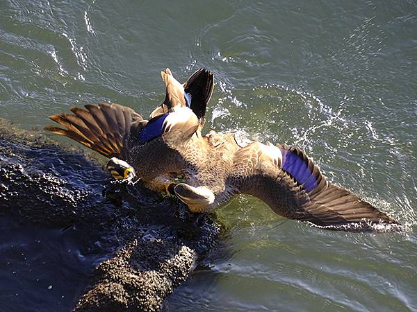 元月關西(九)‧奈良、宇治賞鳥(Nara & Uji)